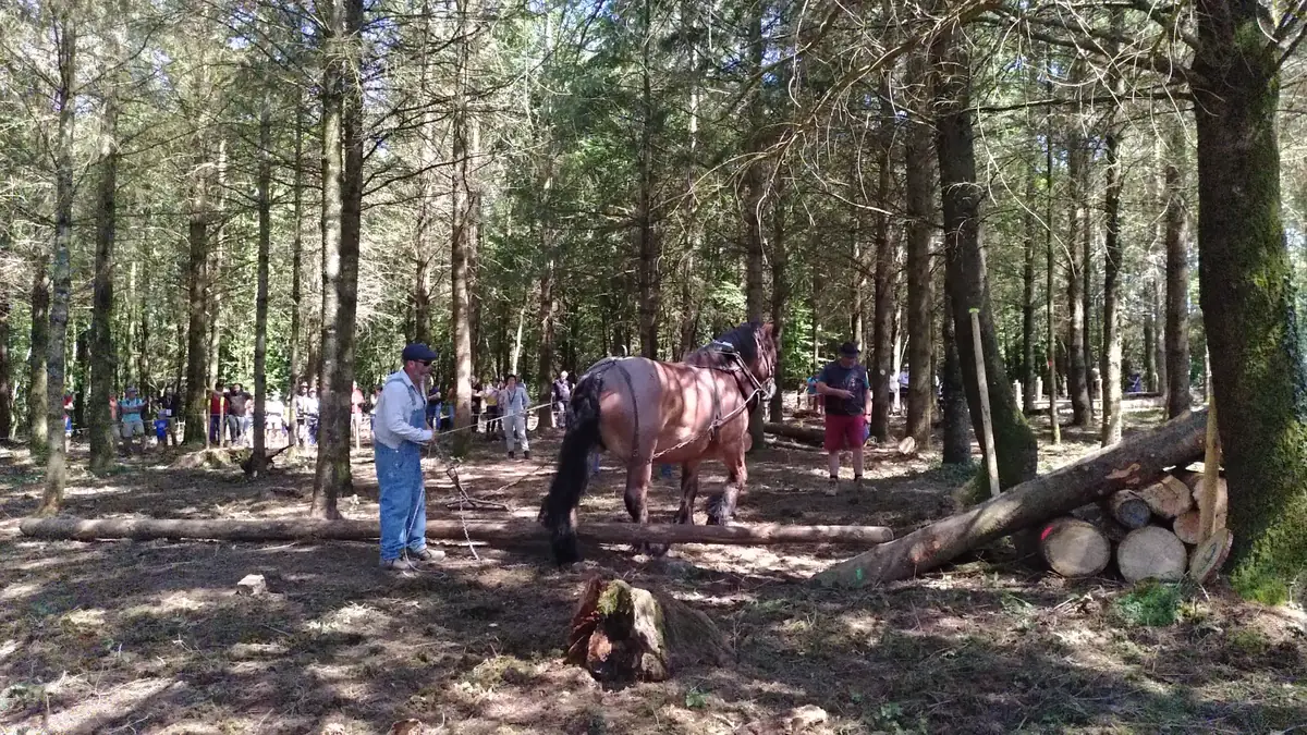 Épreuve du championnat de France de débardage à cheval en sous-bois, cheval de trait et meneur au travail devant le public
