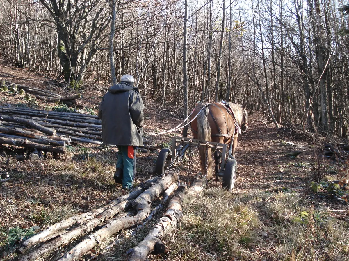Débardage à cheval de rondins sur un versant boisé de la réserve naturelle régionale du Rothenbach