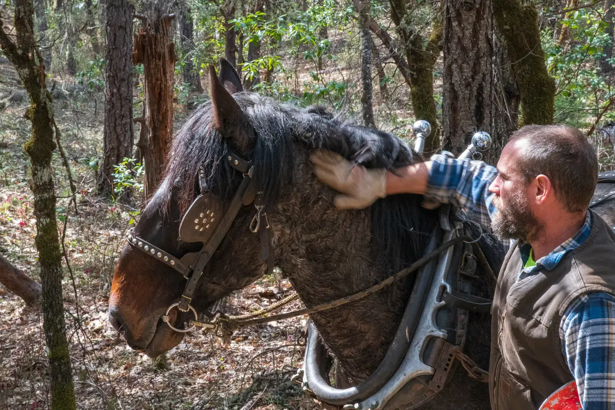 Un meneur pose la main sur l'encolure de son cheval de trait harnaché au collier, en forêt
