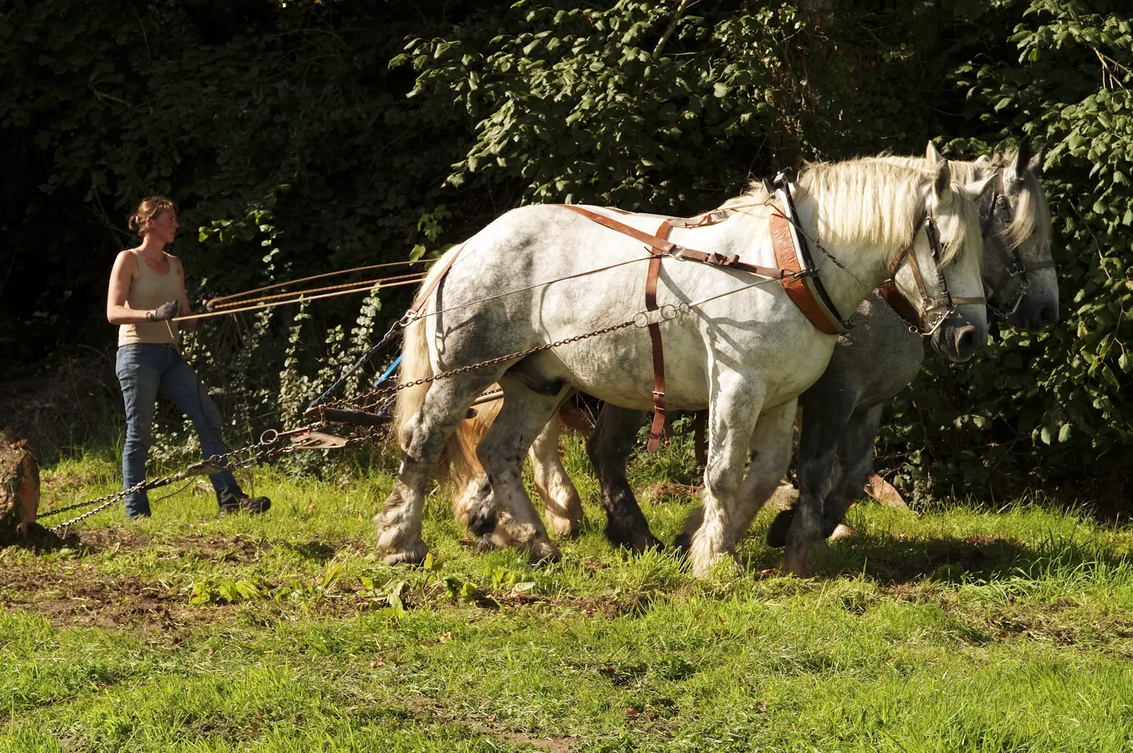 Attelage de trois chevaux percherons en pleine traction, guidé aux cordeaux par une meneuse, en lisière de forêt ensoleillée