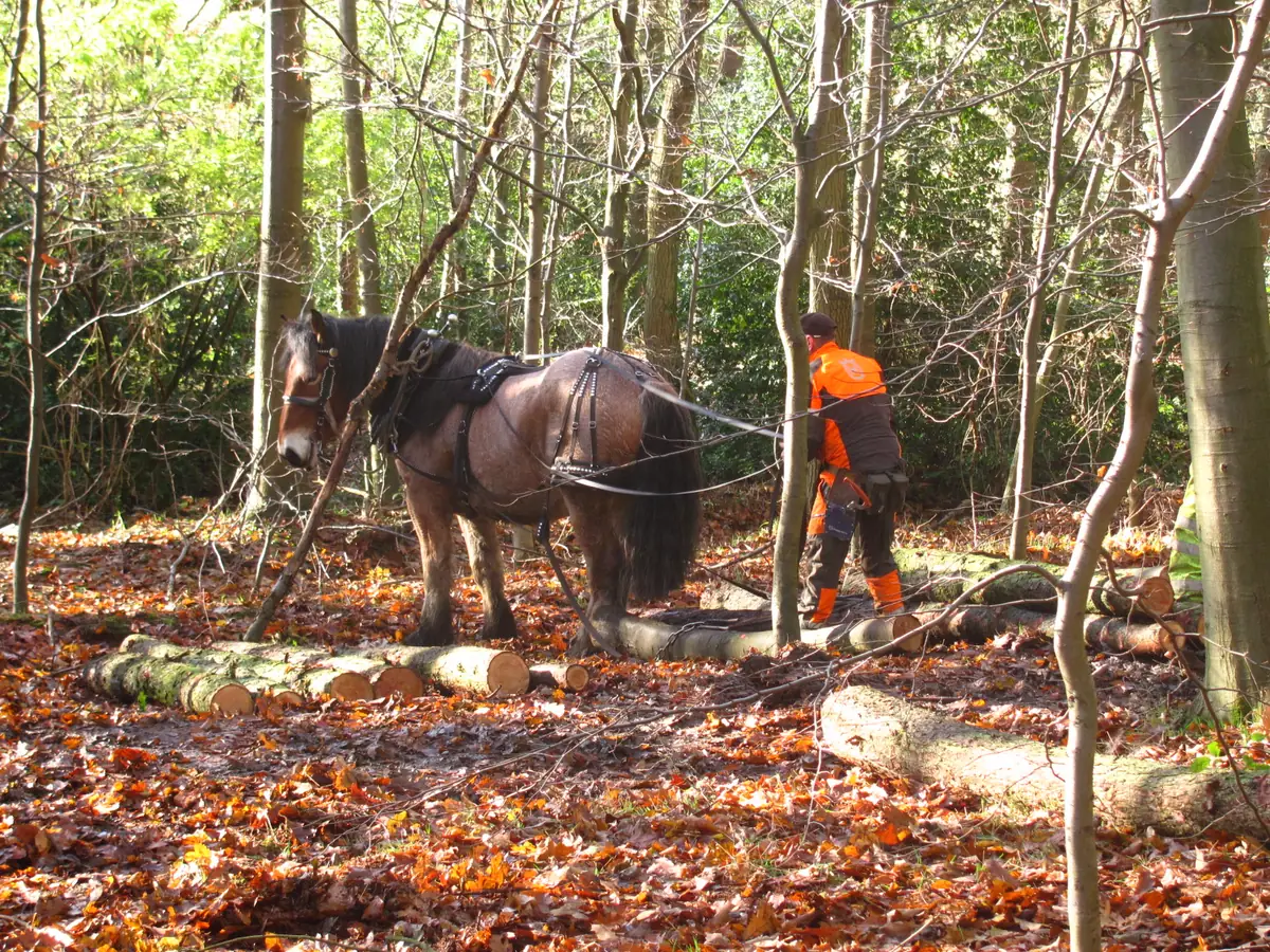 Cheval de trait en traîne directe dans un sous-bois d'automne, entre les billons, guidé par un meneur en tenue de protection